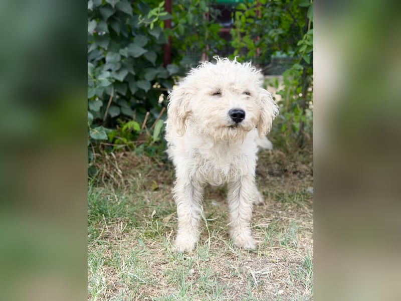 Pamcsi - Ein kleiner Herzenshund auf dem Weg ins Glück