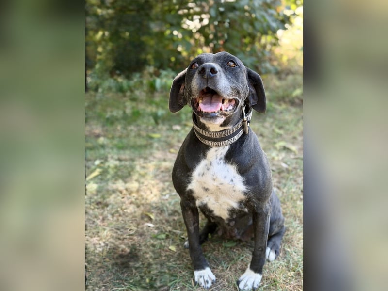 Missi - Liebevolle Hundedame sucht endlich ihr Zuhause