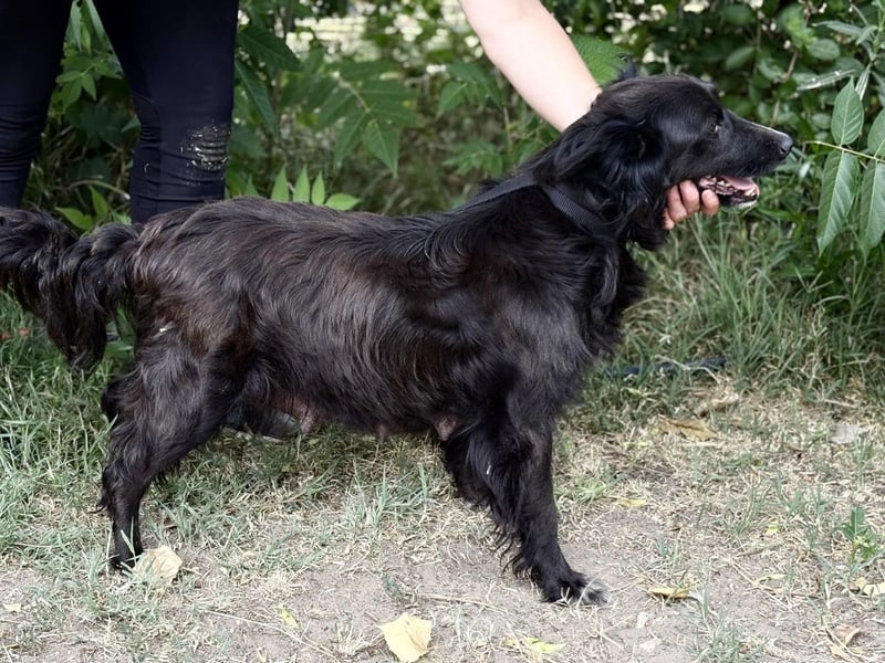 Nelda - Liebevolle Hundemama sucht ihr Glück