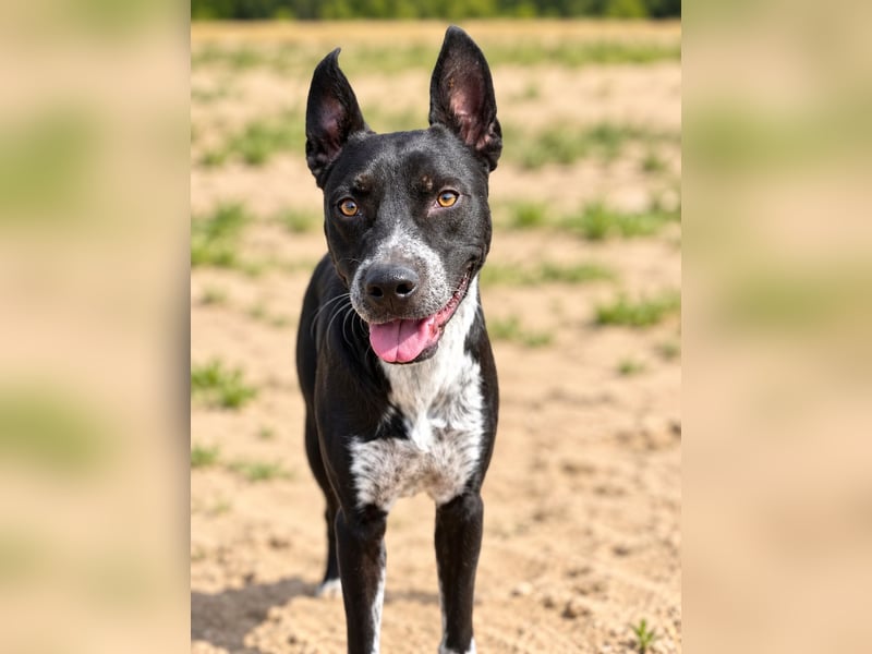 Bashiro - Gute-Laune-Hund sucht Menschen fürs Leben!