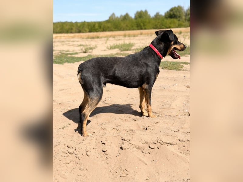 Valdo - Fröhlicher Hundemann sucht Menschen zum Ankommen
