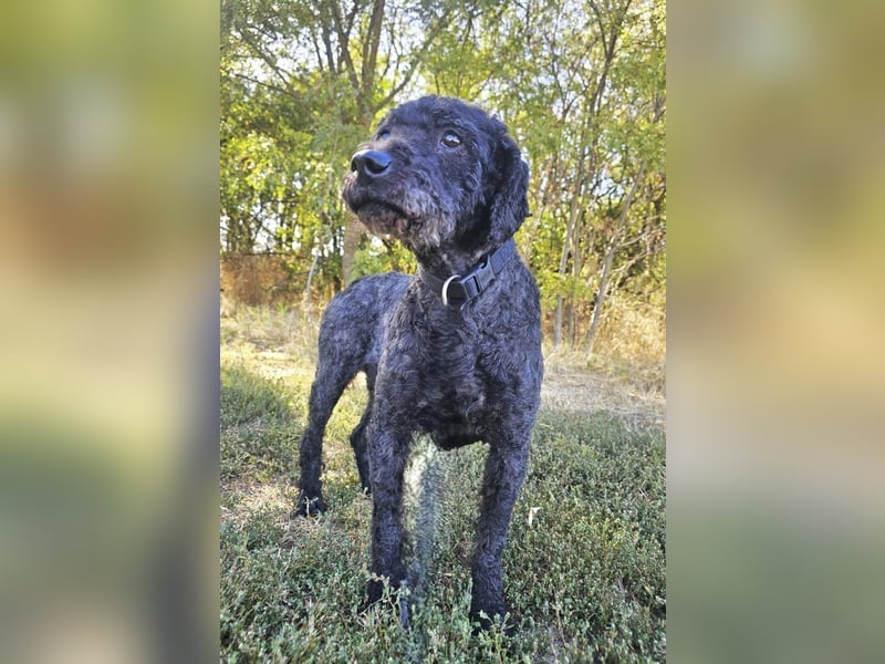 Rusti - Sanfter Herzenshund sucht sein Glück