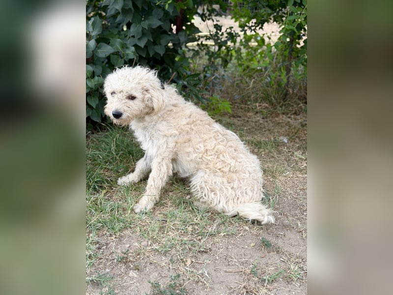 Pamcsi - Ein kleiner Herzenshund auf dem Weg ins Glück