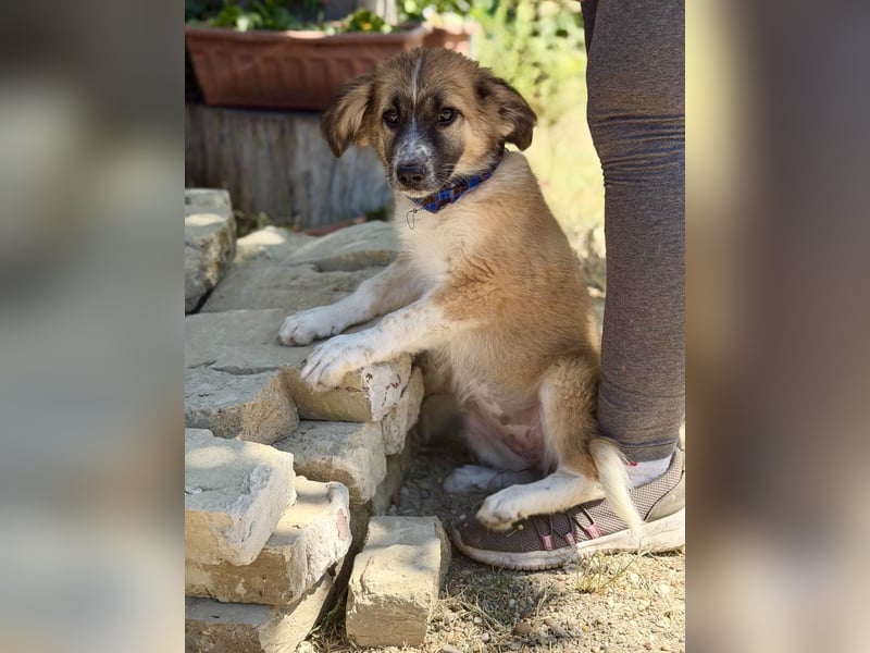 Tinka (Tavaszka) - Kleine Tinka sucht ihr großes Glück