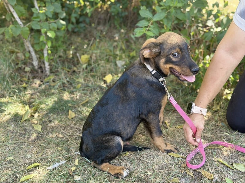 Alessio - Fröhlicher Hundejunge sucht seine Menschen