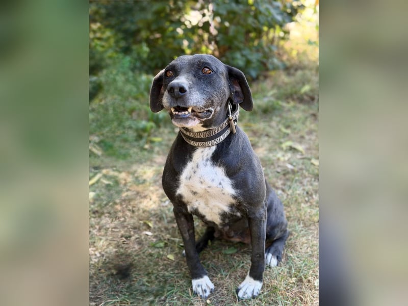 Missi - Liebevolle Hundedame sucht endlich ihr Zuhause