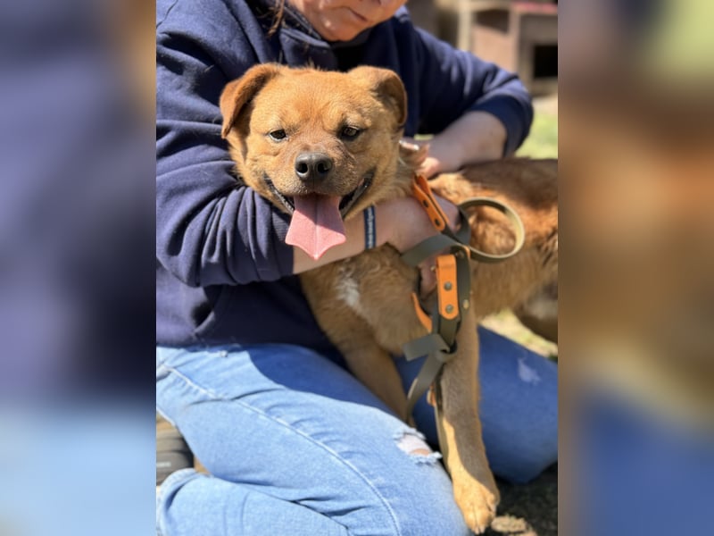 Kendo - Aktiver Hundejunge sucht bewegungsfreudige Menschen!