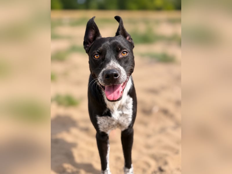 Bashiro - Gute-Laune-Hund sucht Menschen fürs Leben!
