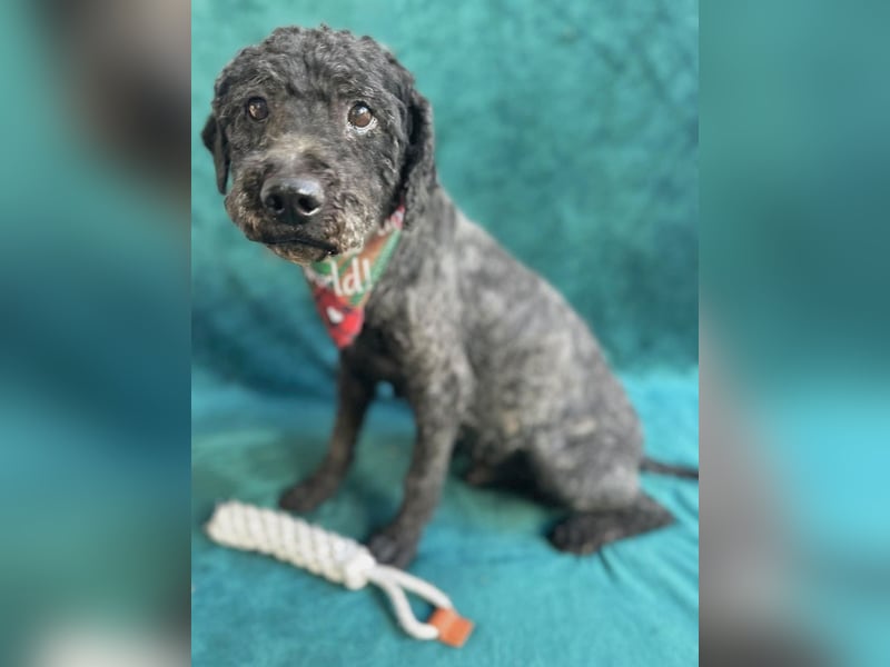 Rusti - Sanfter Herzenshund sucht sein Glück