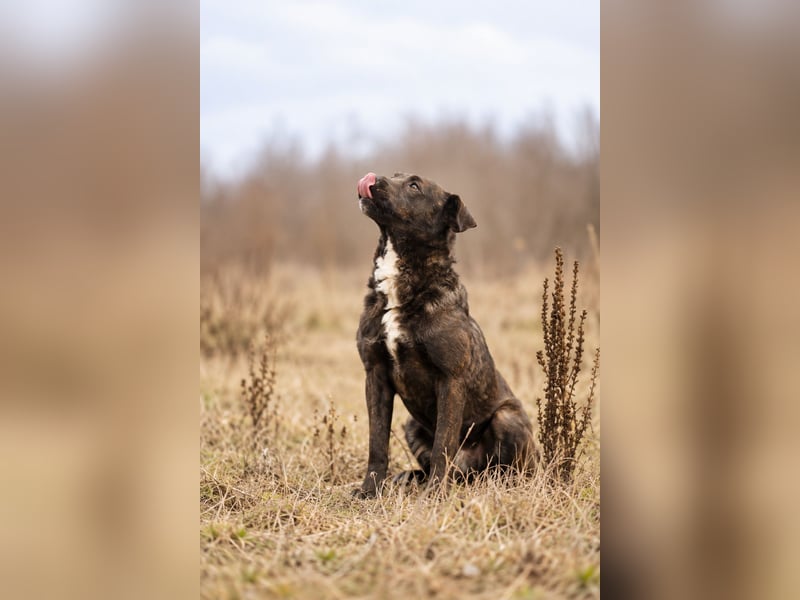 Easy - Toller Rüde auf der Suche nach seinem Perfect Match!