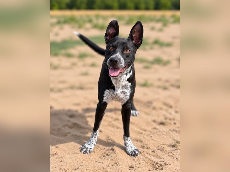 Bashiro - Gute-Laune-Hund sucht Menschen fürs Leben!