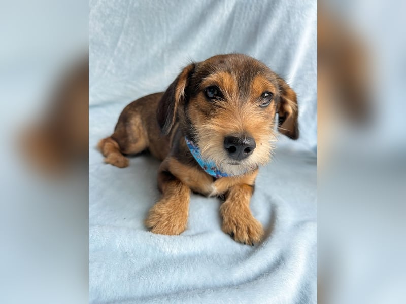 Mary - Kleine Maus sucht ihre Für-immer-Familie