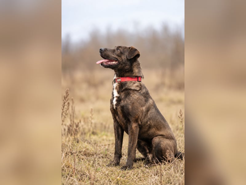 Easy - Toller Rüde auf der Suche nach seinem Perfect Match!