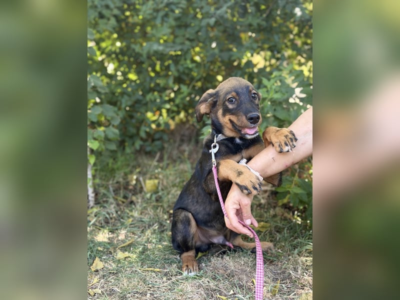 Alessio - Fröhlicher Hundejunge sucht seine Menschen