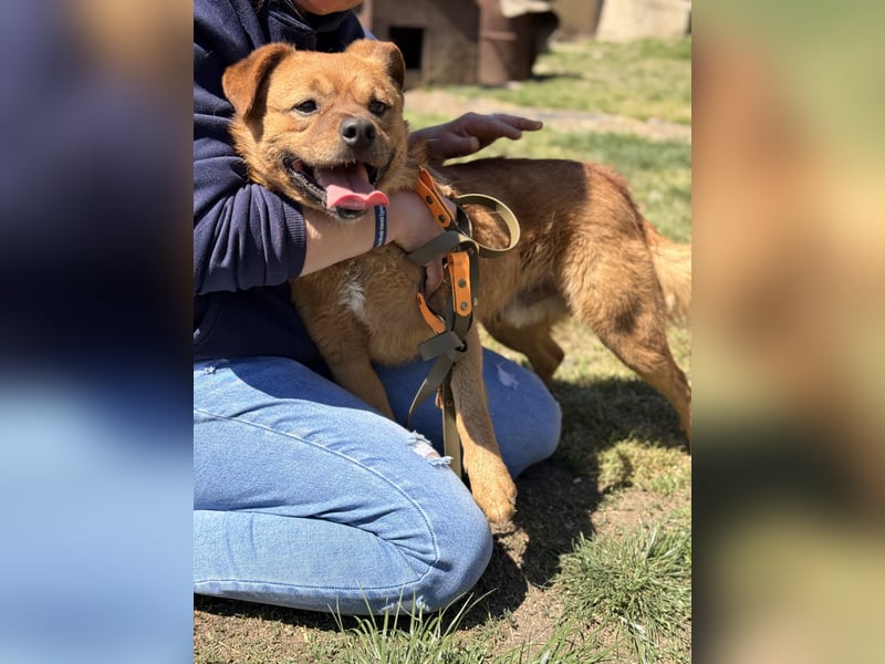Kendo - Aktiver Hundejunge sucht bewegungsfreudige Menschen!