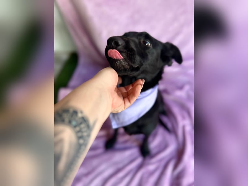 Lilith - Verschmuste junge Hündin sucht ihr Zuhause!