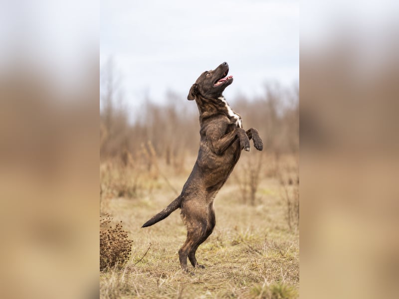 Easy - Toller Rüde auf der Suche nach seinem Perfect Match!