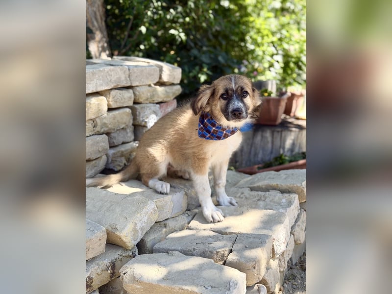 Tinka (Tavaszka) - Kleine Tinka sucht ihr großes Glück