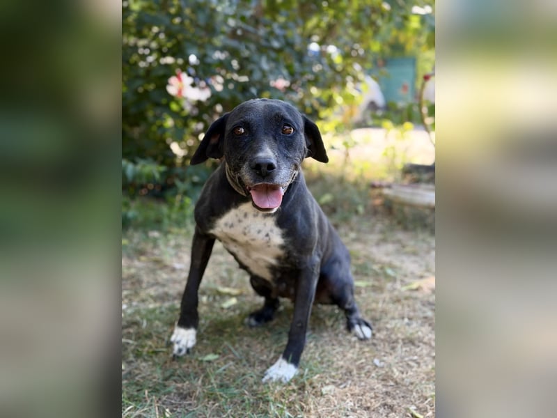 Missi - Liebevolle Hundedame sucht endlich ihr Zuhause