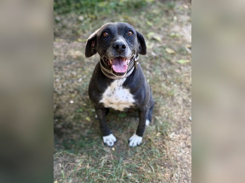 Missi - Liebevolle Hundedame sucht endlich ihr Zuhause