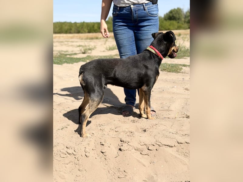 Valdo - Fröhlicher Hundemann sucht Menschen zum Ankommen