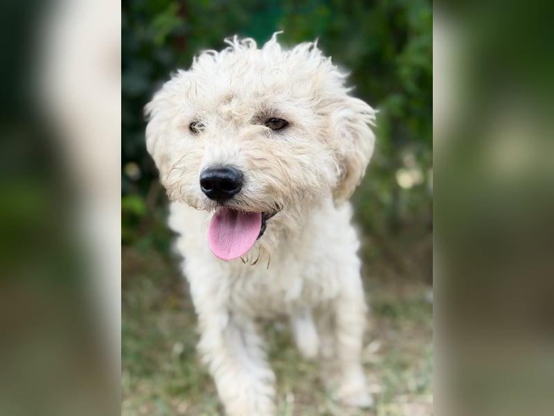 Pamcsi - Ein kleiner Herzenshund auf dem Weg ins Glück