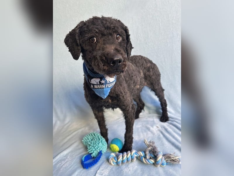 Rusti - Sanfter Herzenshund sucht sein Glück