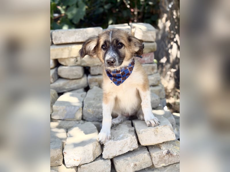 Tinka (Tavaszka) - Kleine Tinka sucht ihr großes Glück