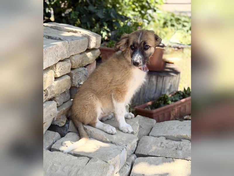 Tinka (Tavaszka) - Kleine Tinka sucht ihr großes Glück