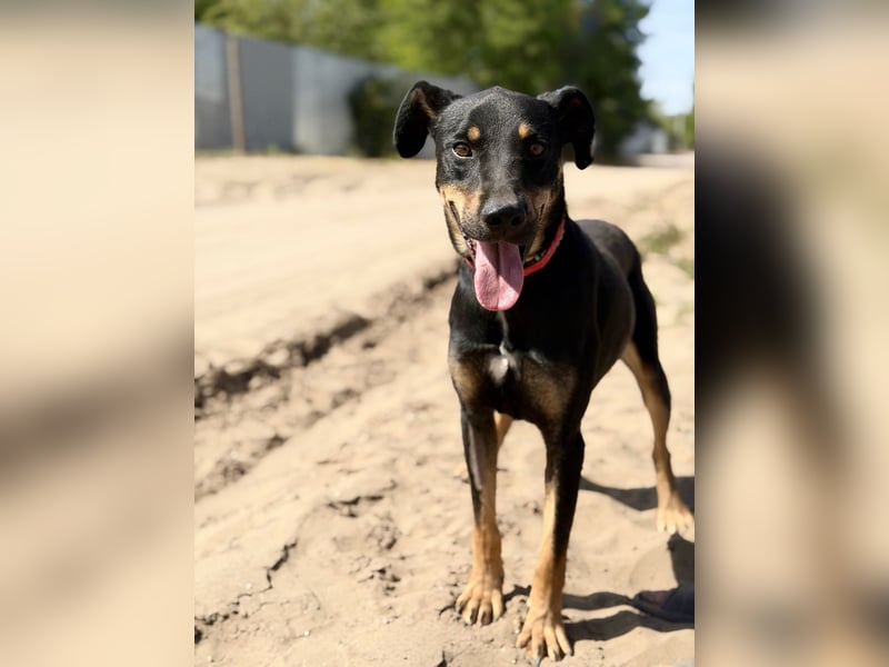 Valdo - Fröhlicher Hundemann sucht Menschen zum Ankommen