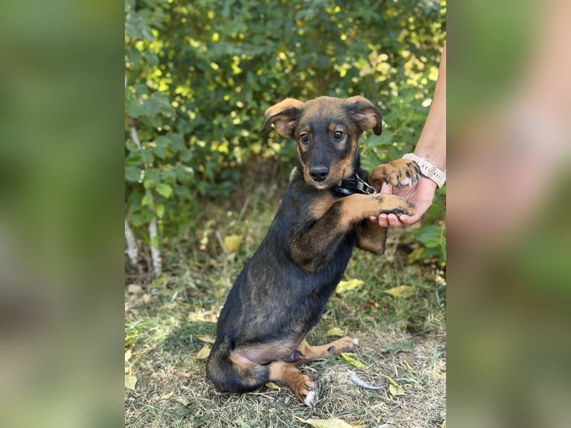 Alessio - Fröhlicher Hundejunge sucht seine Menschen