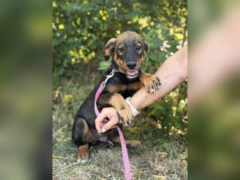 Alessio - Fröhlicher Hundejunge sucht seine Menschen