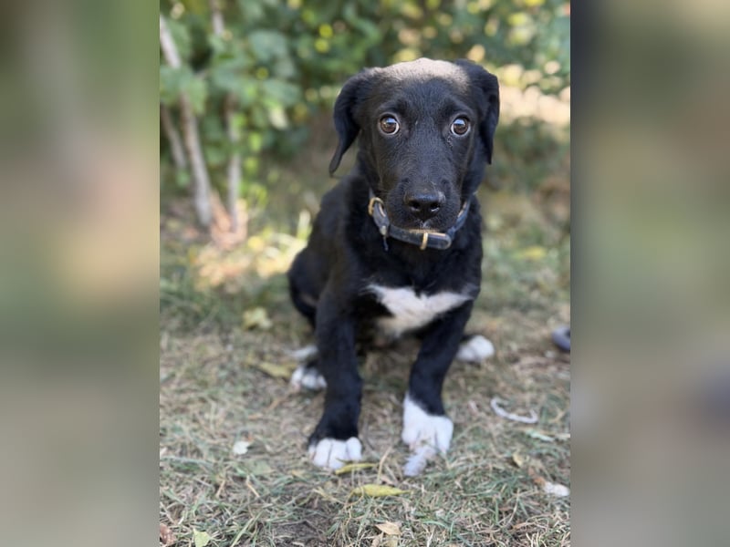 Alia -  kleine Herzenshündin bereit für ihren Neustart