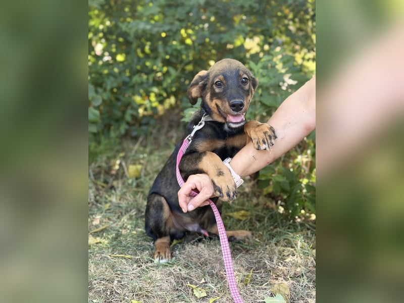 Alessio - Fröhlicher Hundejunge sucht seine Menschen