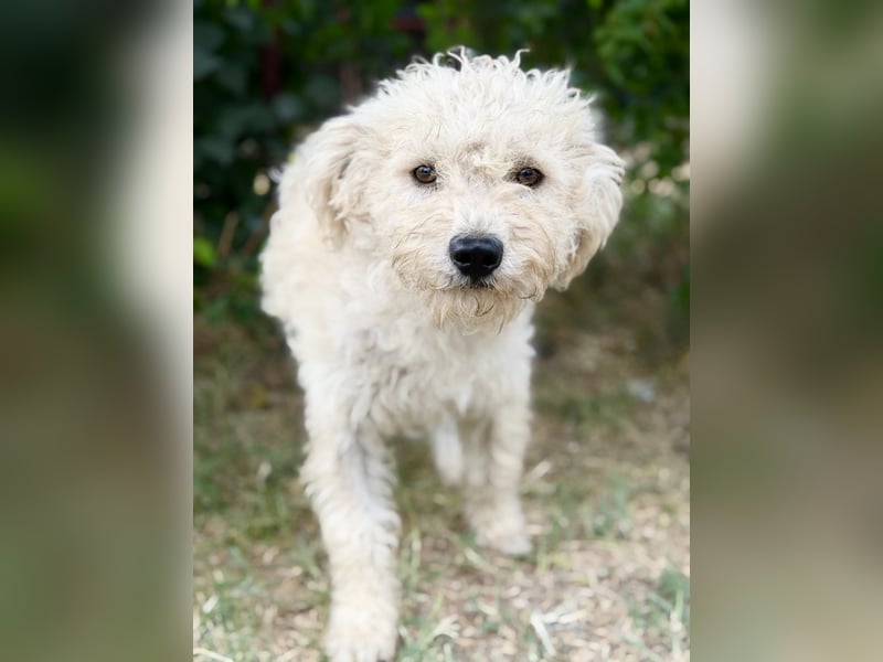 Pamcsi - Ein kleiner Herzenshund auf dem Weg ins Glück