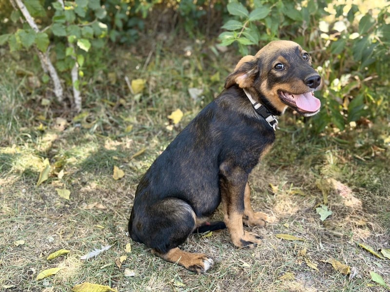 Alessio - Fröhlicher Hundejunge sucht seine Menschen