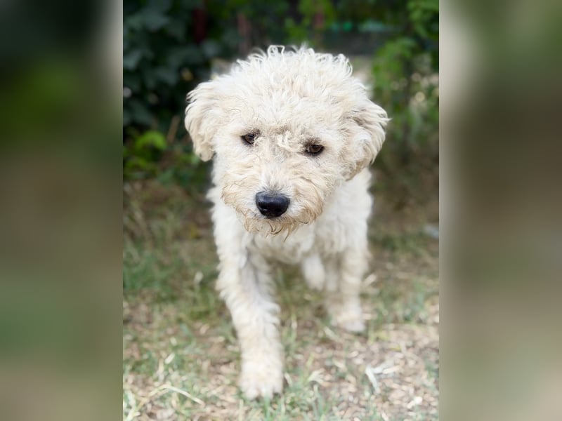 Pamcsi - Ein kleiner Herzenshund auf dem Weg ins Glück