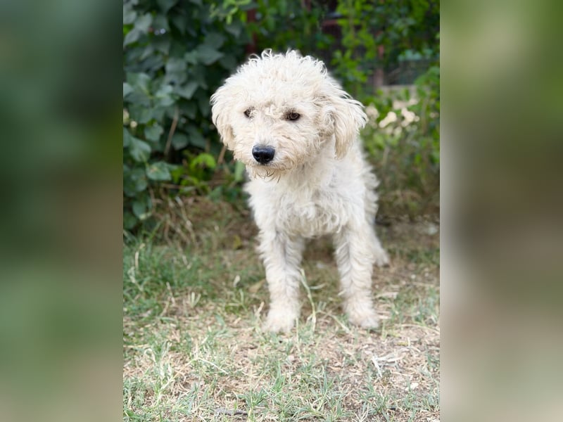 Pamcsi - Ein kleiner Herzenshund auf dem Weg ins Glück