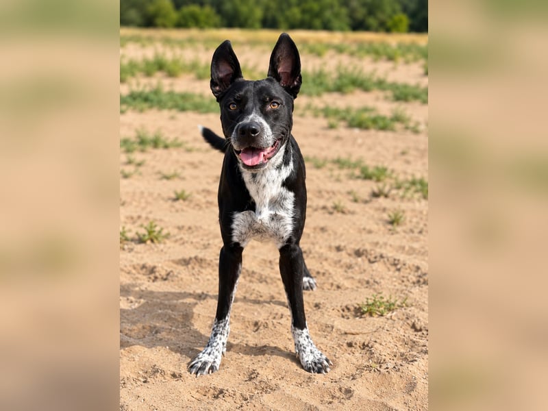 Bashiro - Gute-Laune-Hund sucht Menschen fürs Leben!