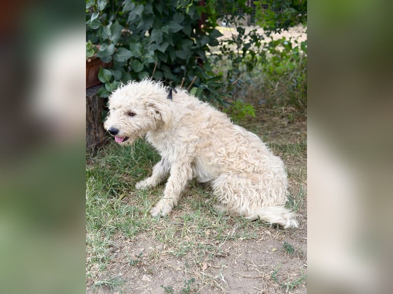 Pamcsi - Ein kleiner Herzenshund auf dem Weg ins Glück