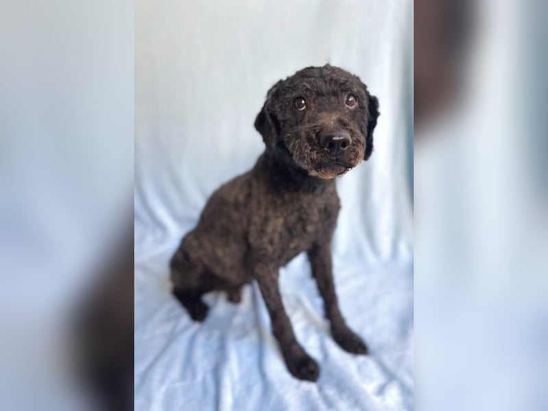 Rusti - Sanfter Herzenshund sucht sein Glück