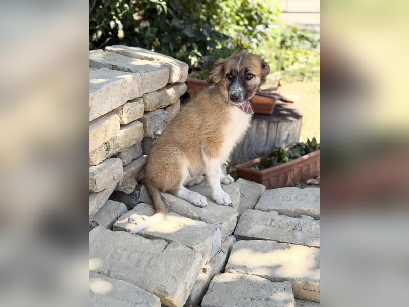 Tinka (Tavaszka) - Kleine Tinka sucht ihr großes Glück