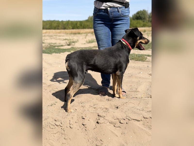 Valdo - Fröhlicher Hundemann sucht Menschen zum Ankommen