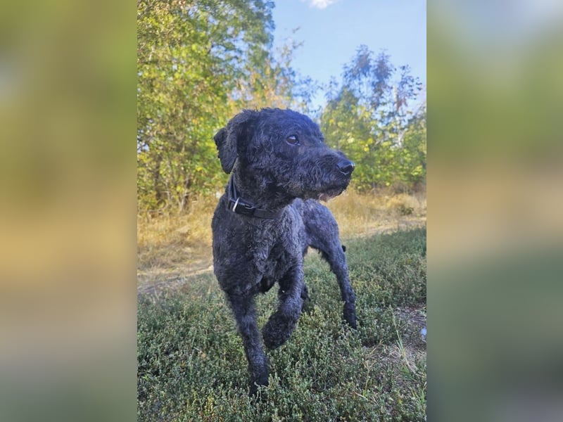Rusti - Sanfter Herzenshund sucht sein Glück