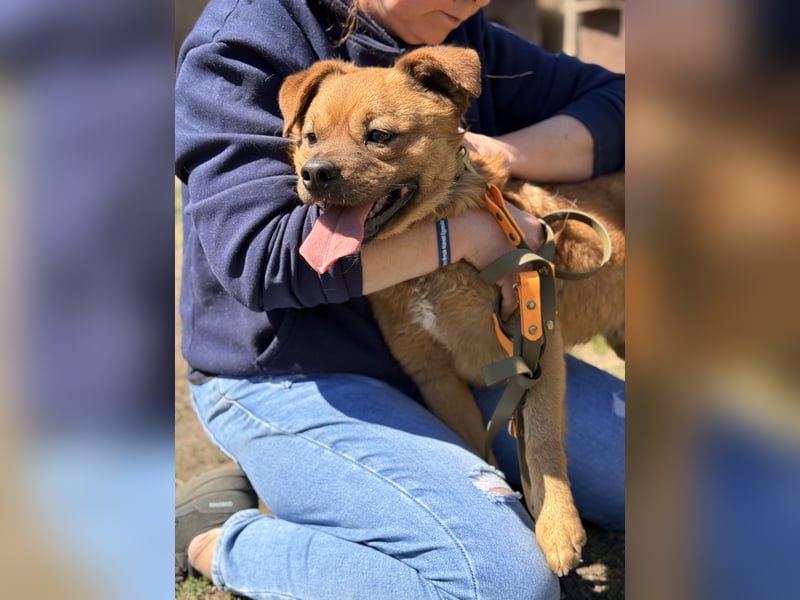 Kendo - Aktiver Hundejunge sucht bewegungsfreudige Menschen!
