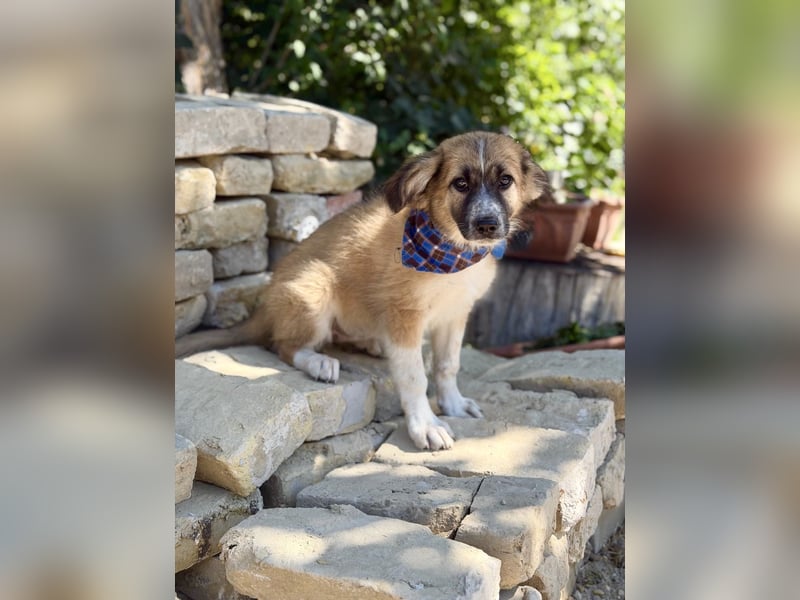 Tinka (Tavaszka) - Kleine Tinka sucht ihr großes Glück