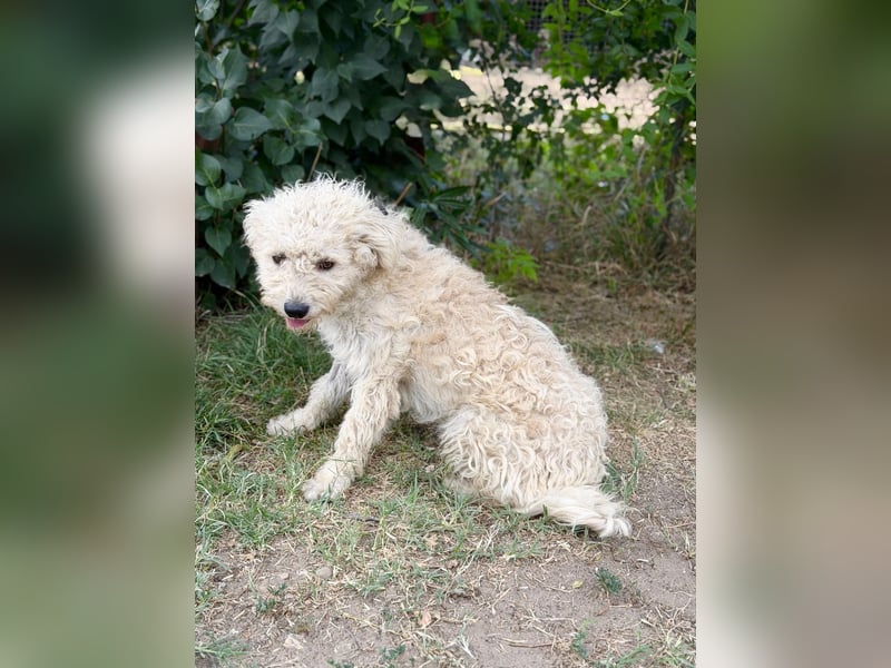 Pamcsi - Ein kleiner Herzenshund auf dem Weg ins Glück
