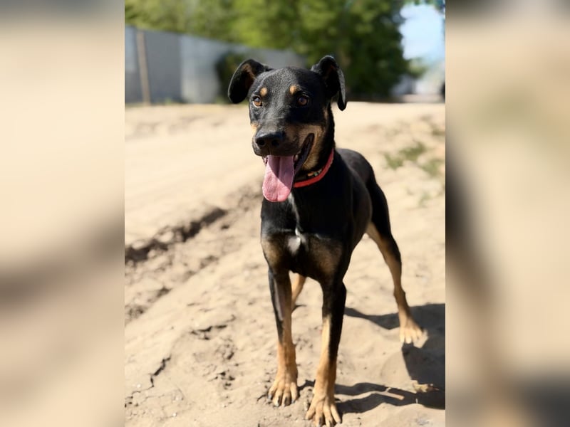 Valdo - Fröhlicher Hundemann sucht Menschen zum Ankommen