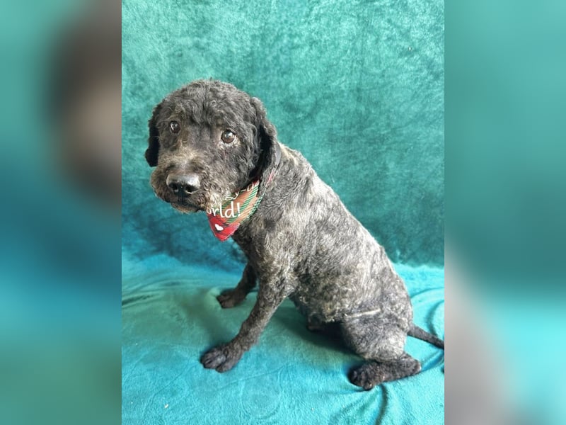 Rusti - Sanfter Herzenshund sucht sein Glück
