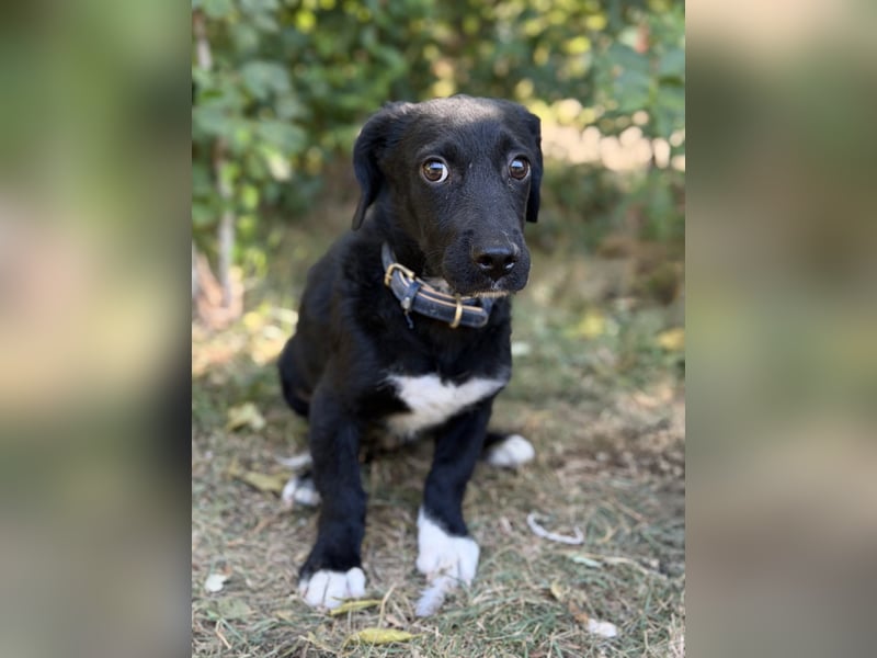 Alia -  kleine Herzenshündin bereit für ihren Neustart